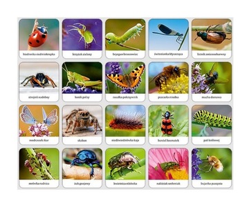 Память - Насекомые и пауки Польши