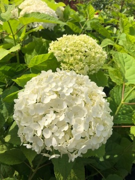 HORTENSJA BUKIETOWA ANABELLE DUŻA BIAŁA KULA XXL SADZONKA 70CM w pojemniku