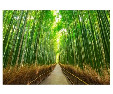 Fototapeta 368x254cm Arashiyama bambusowy las w
