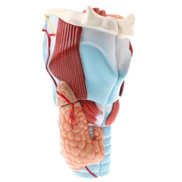 Professional 2x Human Pharynx And Larynx Skeleton
