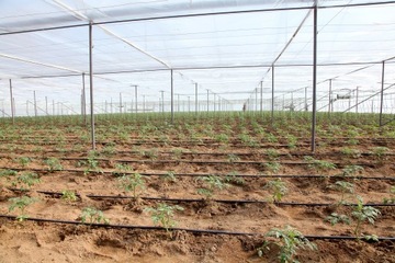 КАПЕЛЬНЫЙ ШЛАНГ/ЛИНИЯ 100м с КОМПЕНСАЦИЕЙ Fi16мм 1,6л/ч каждые 33см