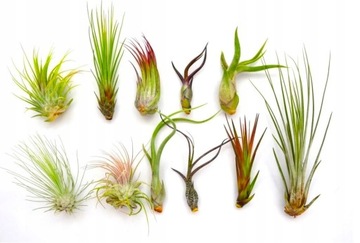 Tillandsia ZESTAW x 11 szt. airplants, bez sadzenia