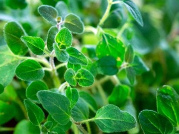 COMPO BIO 100% НАТУРАЛЬНЫЕ ЗЕМЛЯНЫЕ ТРАВЫ МЯТА БАЗИЛИК ОРЕГАНО КОРАНДР ЛЕМИС