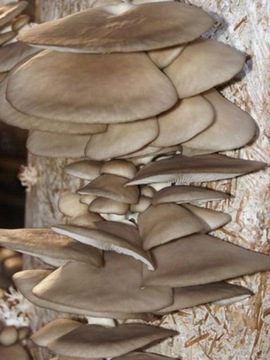 Вешенка — ЖИДКОСТЬ MYSCIAL 10мл