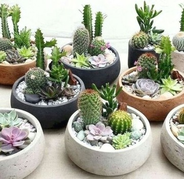 CACTI Набор Микс 5 шт. CACTUS OPUNCIA SUCULENT