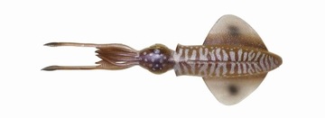 Guma Savage Gear 3D Swim Squid 25cm Cuttlefis