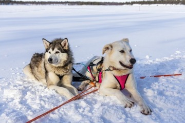 CHLOREK MAGNEZU sześciowodny 10kg ANTYLÓD śnieg nie sól drogowa ODLADZACZ