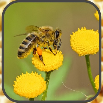 Корм для пчел Апиканд с пчелиной пыльцой 5х1кг.