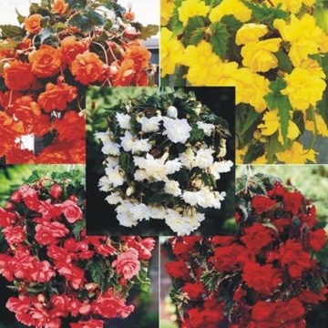 BEGONIA ZWISAJĄCA PEŁNA MIX 5 CEBUL