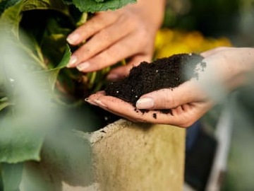 COMPO LAND OF FIXUS MONSTERS БАНАНОВАЯ ГРУДКА АЛОКАСИИ ШЕФЛЕРЫ СКИНДАПСУС ИЗ АРЕКИ