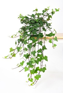 Hedera Wonder Ivy Beautiful GREEN CREEPER