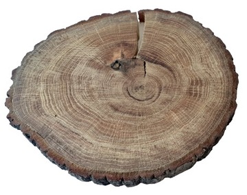Dąb olejowany 17-20cm Plaster drewna krążki dębowe