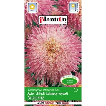 Aster chiński książęcy pomponowy Sidonia wysoki 1g