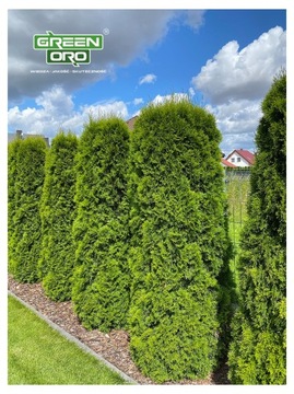 Азотное удобрение карбамид для GRASS Thuja Kwiatów 24кг