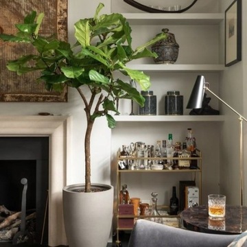 Ficus lyrata Fikus lirolistny duże szerokie liście
