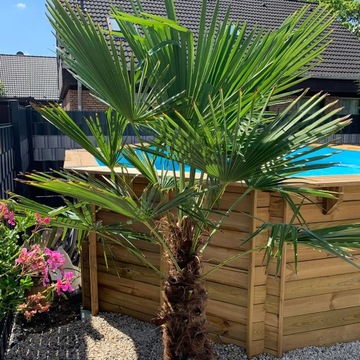 Trachycarpus fortunei MROZOODPORNA PALMA do ogrodu