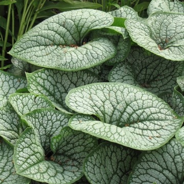 Brunnera BRUNERA SEA HEART ożywia każdy ogród