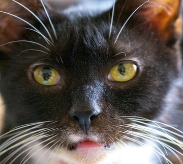 Ленточный календарь на 2024 год для заметок с CATS MAGNET