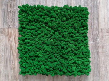 Настенное панно из мха ПРЕМИУМ, 50х50 см