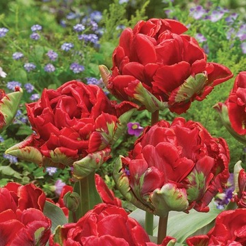 Tulipany Tulipan Papuzi Rococo 5 szt cebulki