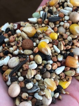 Корм Корм ​​для племенных и спортивных голубей 20кг RL