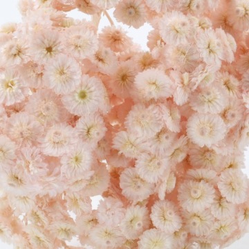 Kocanka Suszona Włoska (Helichrysum italicum) - Róż Perłowy