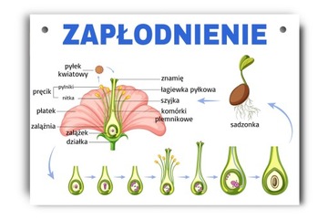 Tablica edukacyjna proces zapłodnienia rośliny A4