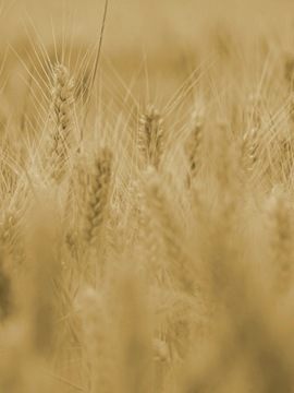 АКТЕЛЛИК 20-ФУ (СВЕЧА)