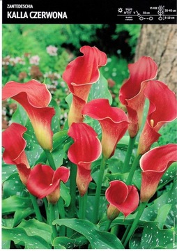 Kłącze Zantedeschia Kalla Calla Czerwona 1 szt