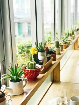 Biovita Грунт для кактусов и суккулентов 5л аксессуары