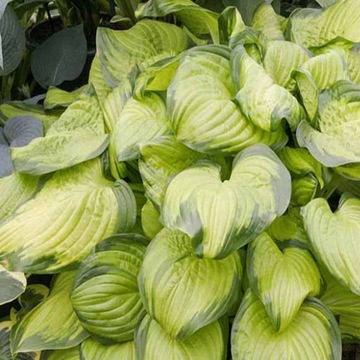 FUNKIA HOSTA STAINED GLASS żóła DWUKOLOROWA 1szt