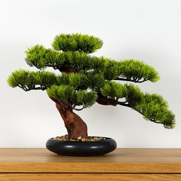 Dekoracyjne bonsai pokojowe, Sosna PN-7