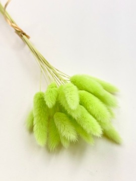 Лагурус светло-зеленый 20-25 кусоч