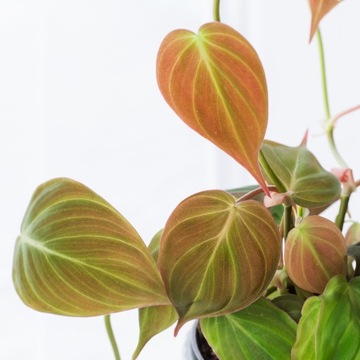 Filodendron pnący 'MICANS' -unikatowa odmiana
