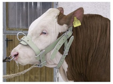 Недоуздок быка 1630220202