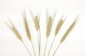 TRITICAL NATURAL домашние сушеные хлопья