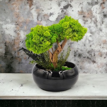 Моховое дерево как бонсай СПА, черная миска, цветочный горшок, БЕЗ ПОЛИВА.