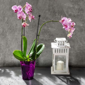 ОРХИДЕЯ КРЫШКА ЦВЕТОЧНЫЙ ГАЗОН ПЛАСТИКОВЫЕ РАСТЕНИЯ 12 СМ ФИОЛЕТОВЫЙ