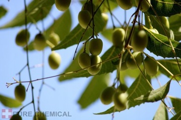 МАСЛО НИМА НЕРАфинированное, НАТУРАЛЬНОЕ, ХОЛОДНОГО ОТЖИМА 1л.