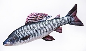Antylaergiczna PODUSZKA Lipień 65 cm