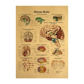 Plakat Anatomii Mózgu - Wykres Anatomiczny Ludzkie