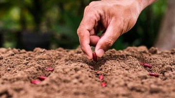 ПОДБОРНИК ДЛЯ ПОСЕВА СЕЯЛКА ДЛЯ ПОСЕВА САДОВАЯ СЕЯЛКА САДОВАЯ СКОРОСТЬ