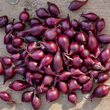 CEBULA DYMKA czerwona 0,25kg smaczna zdrowa odporna DO SADZENIA