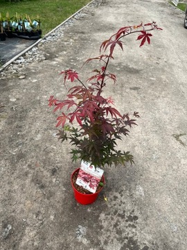 Пальмовый клен Acer palmatum atropurpureum красный бонсай