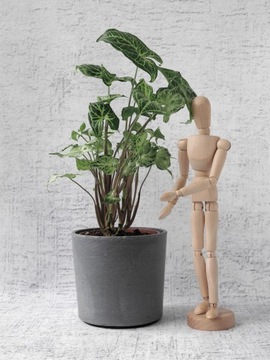 Syngonium Batik zroślicha Ø12 cm