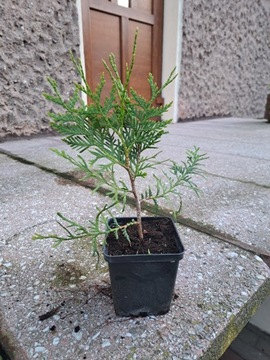 Tuja BRABANT DONICZKA p9 Z MAZUR 20-40cm