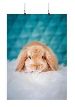PLAKAT KRÓLIK ZAJĄC RABBIT 70x50 CM 22 WZORY