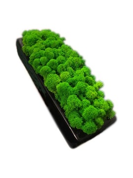 Doniczka z mchem Chrobotkiem ceramiczna 31 cm DUŻA