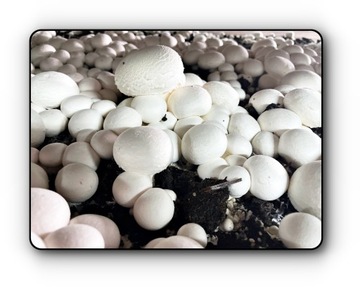 Белый гриб-мицелий, выращивание дома бесплатно 6в1