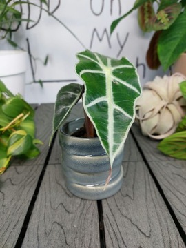 Alocasia Polly | 10-15cm